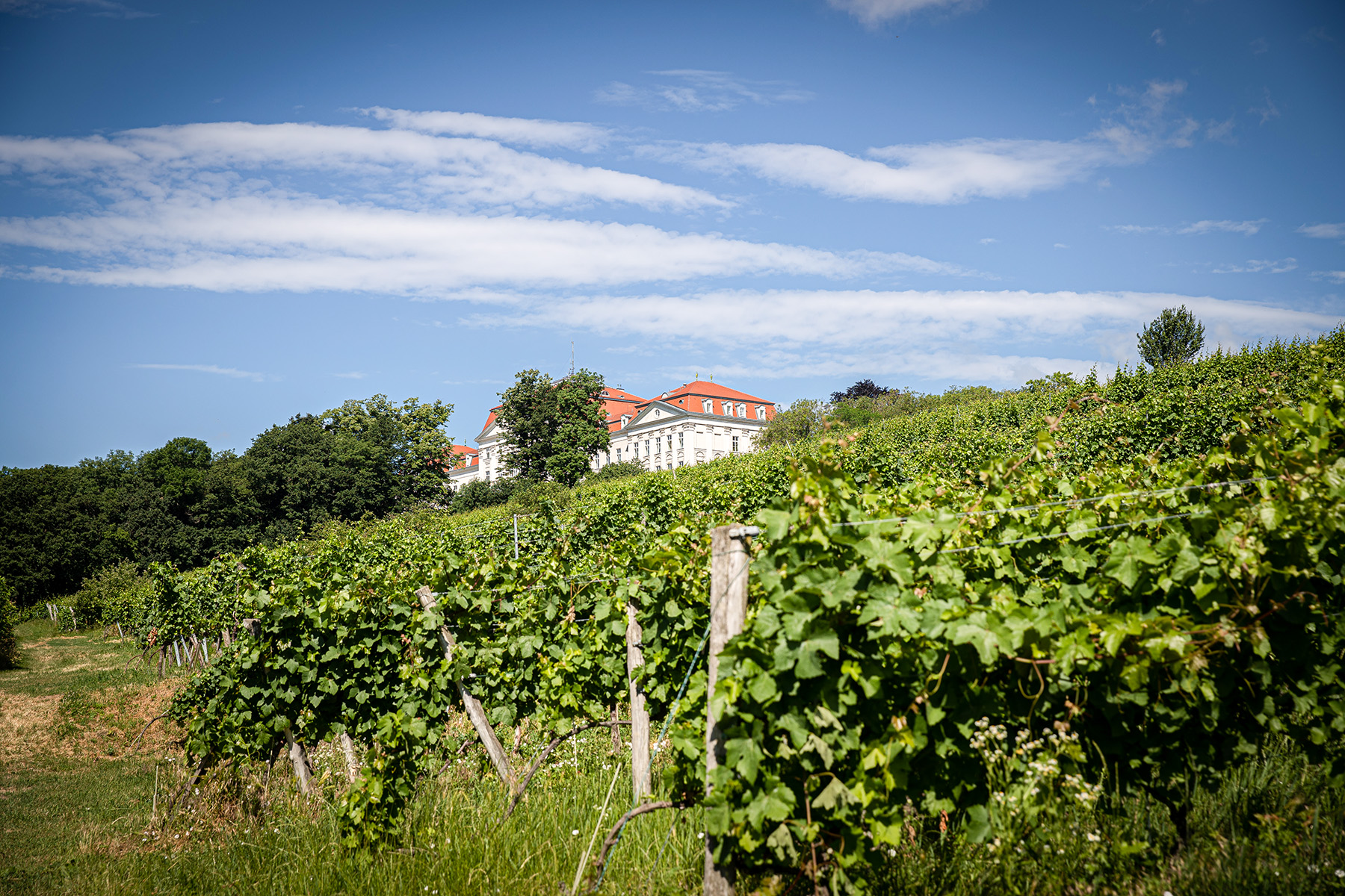 Weinbau unter dem Schloss Wilhelminenberg
